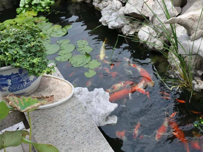 假山錦鯉魚(yú)池
